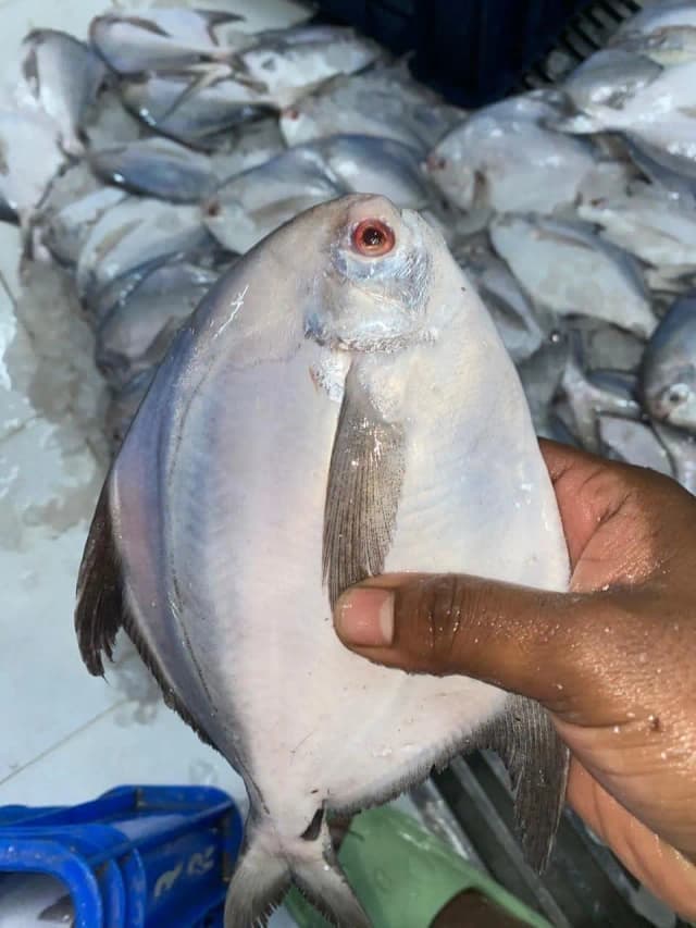 রূপচাঁদা মাছ ৪টিতে ১ কেজি