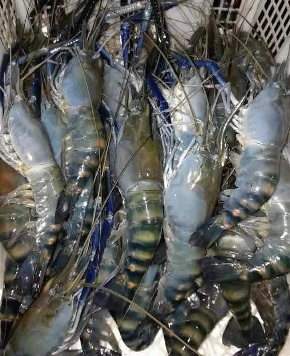 তাজা ও ফ্রেশ সামুদ্রিক গলদা/বাগদা চিংড়ি (Fresh Sea Prawn)