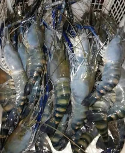 তাজা ও ফ্রেশ সামুদ্রিক গলদা/বাগদা চিংড়ি (Fresh Sea Prawn)